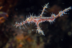 PC270117