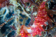 PC270129