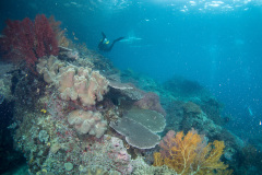 PC270134