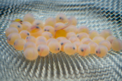 Makomanai, Makomanai Park, Sapporo, Sapporo Salmon Museum