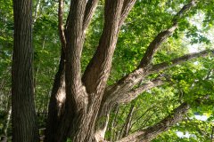 Elder Tree, Nishioka, Nishioka Park, Sapporo, 長老の木