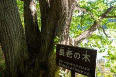Elder Tree, Nishioka, Nishioka Park, Sapporo, 長老の木