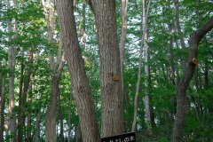 Friendship Tree, Nishioka, Nishioka Park, Sapporo, なかよしの木