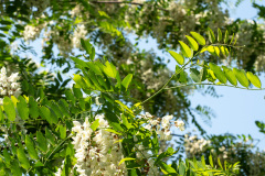 Makomanai, Makomanai Park, Sapporo