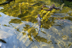 Makomanai, Makomanai Park, Sapporo, Sapporo Salmon Museum