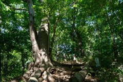 Maruyama Primeval Forest Nature Trail, Miyagaoka, Sapporo