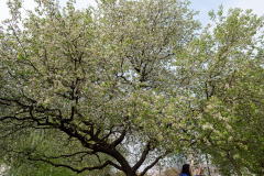 Gucheng Park, 古城公园
