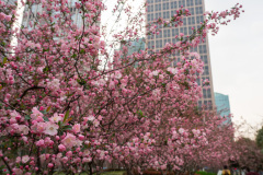Lujiazui Green, 陆家嘴中心绿地