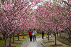 Peoples Park, 人民公园