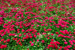 Peoples Park, 人民公园