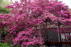 Peoples Park, 人民公园