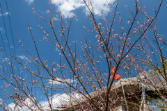 Shangri-La, Tiger Leaping Gorge, 虎跳峡山居江景民宿, 虎跳峡景区
