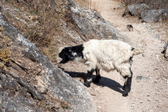 Shangri-La, Tiger Leaping Gorge, 虎跳峡景区