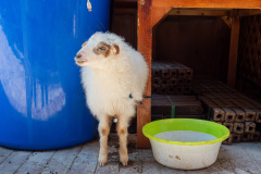 Du Ke Zong Gu Cheng, Shangri-La, Shangri-La City, 独克宗古城