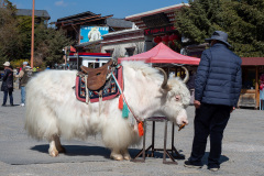 Du Ke Zong Gu Cheng, Shangri-La, Shangri-La City, Yueguang Plaza, 月光广场, 独克宗古城