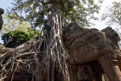 Angkor Archaeological Park, Ta Prohm Temple