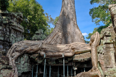 Angkor Archaeological Park, Ta Prohm Temple