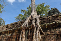 Angkor Archaeological Park, Ta Prohm Temple
