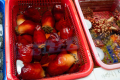Juangang Market, Sokcho Tourist & Fishery Market, 속초관광수산시장, 중앙시장