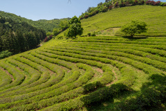 Boseong, Boseong Green Tea Field Daehan Dawon