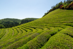 Boseong, Boseong Green Tea Field Daehan Dawon