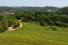 Boseong, Boseong Green Tea Field Daehan Dawon