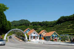 Boseong, Boseong Green Tea Field Daehan Dawon