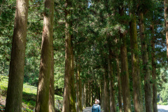 Boseong, Boseong Green Tea Field Daehan Dawon