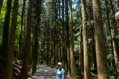 Boseong, Boseong Green Tea Field Daehan Dawon