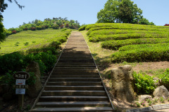 Boseong, Boseong Green Tea Field Daehan Dawon