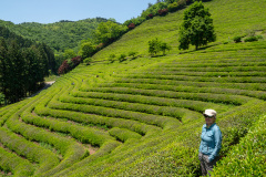 Boseong, Boseong Green Tea Field Daehan Dawon