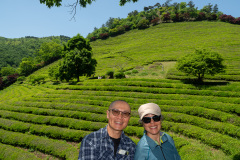 Boseong, Boseong Green Tea Field Daehan Dawon