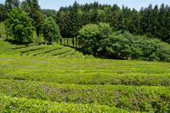 Boseong, Boseong Green Tea Field Daehan Dawon