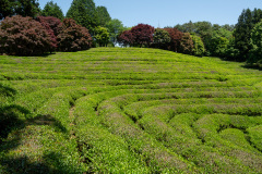 Boseong, Boseong Green Tea Field Daehan Dawon