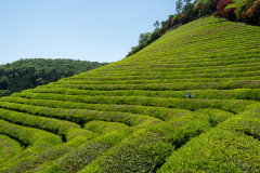 Boseong, Boseong Green Tea Field Daehan Dawon