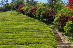 Boseong, Boseong Green Tea Field Daehan Dawon
