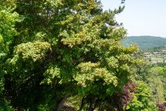 Boseong, Boseong Green Tea Field Daehan Dawon