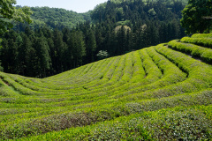 Boseong, Boseong Green Tea Field Daehan Dawon