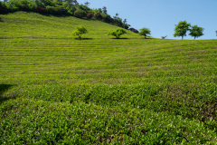 Boseong, Boseong Green Tea Field Daehan Dawon