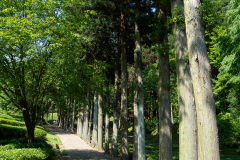 Boseong, Boseong Green Tea Field Daehan Dawon