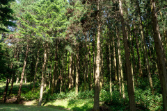 Boseong, Boseong Green Tea Field Daehan Dawon