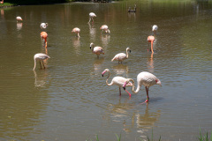 Children's zoo, Suncheon, Suncheon Bay National Garden, 어린이 동물원