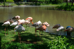 Children's zoo, Suncheon, Suncheon Bay National Garden, 어린이 동물원