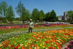 Suncheon, Suncheon Bay National Garden