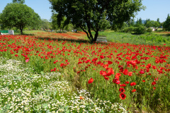 Suncheon, Suncheon Bay National Garden
