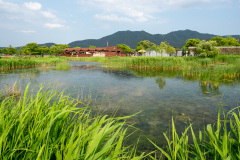 Suncheon, Suncheon Bay Nature Reserve, Suncheon Bay Reed Field, Suncheonman Wetland