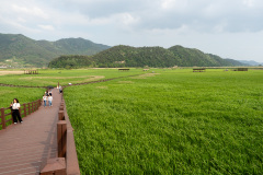 Suncheon, Suncheon Bay Nature Reserve, Suncheon Bay Reed Field, Suncheonman Wetland, Mujin Bridge, 무진교