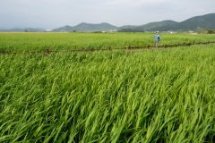 Suncheon, Suncheon Bay Nature Reserve, Suncheon Bay Reed Field, Suncheonman Wetland