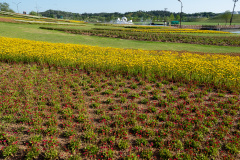 Ocheon Green Square, Suncheon, 오천그린광장