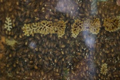 D080277